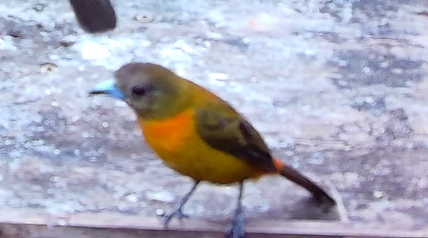 Flame-rumped Tanager