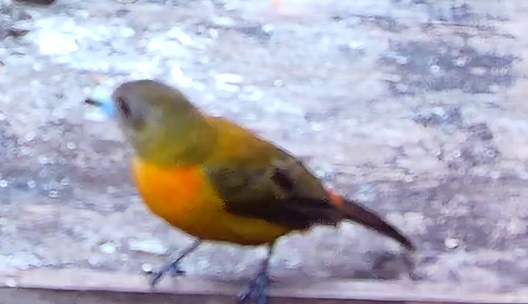 Flame-rumped Tanager
