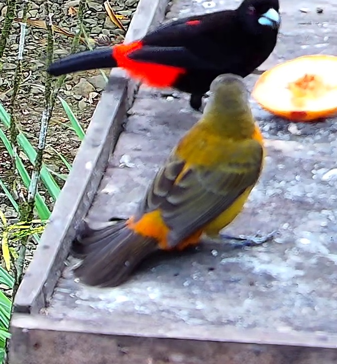 Flame-rumped Tanager