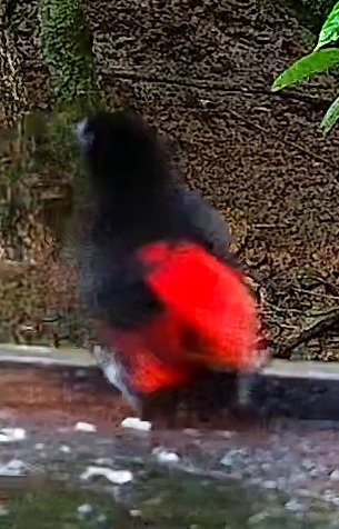 Flame-rumped Tanager