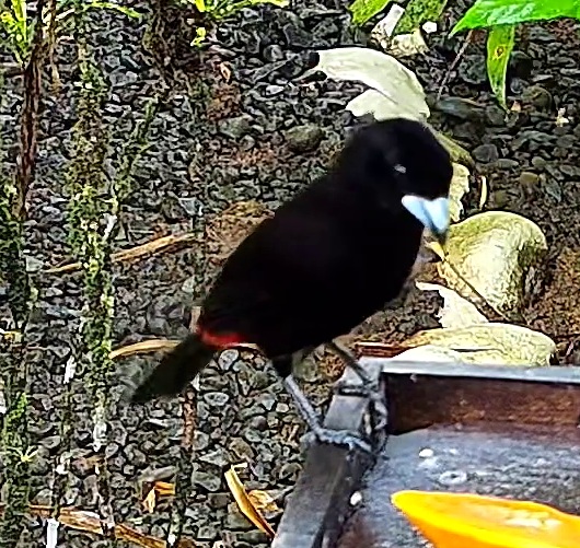 Scarlet-rumped Tanager