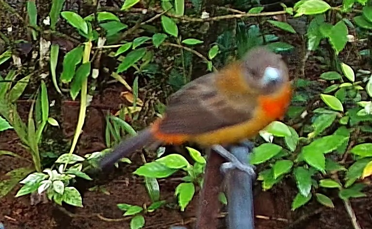 Crimson-backed tanager