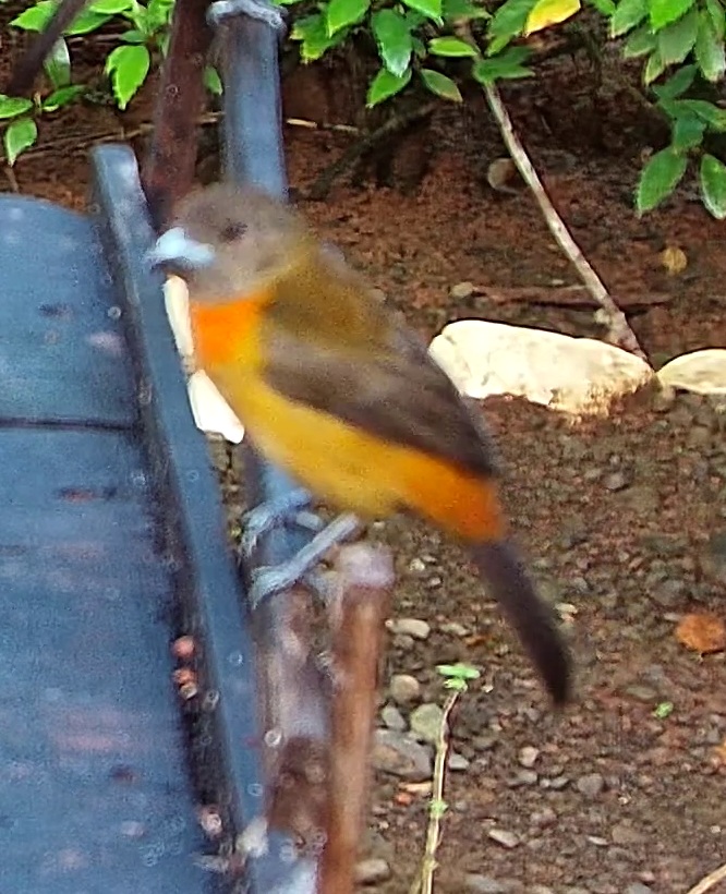 Flame-rumped Tanager
