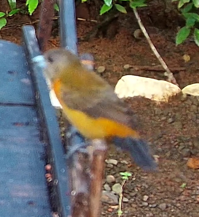 Chestnut-bellied Euphonia