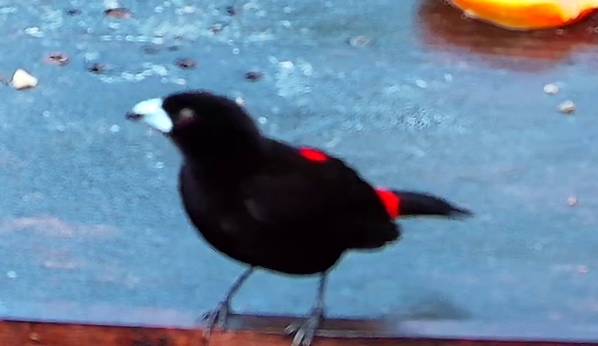 Flame-rumped Tanager