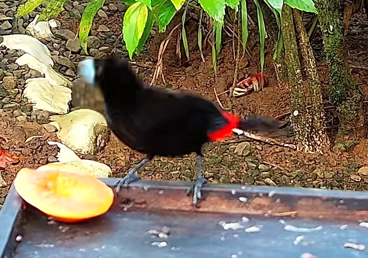 Scarlet-rumped Tanager