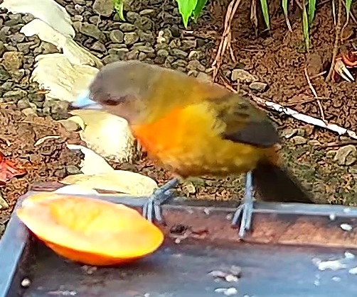 Flame-rumped Tanager
