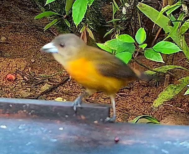 Scarlet-rumped Tanager