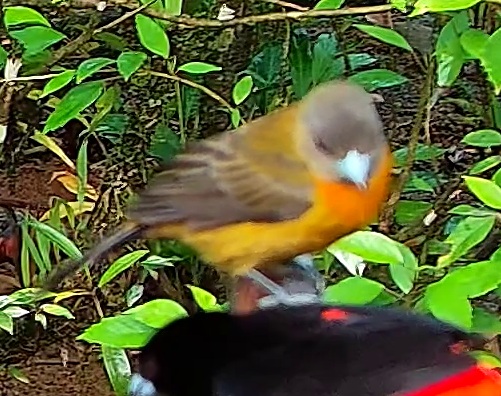 Flame-crested Tanager