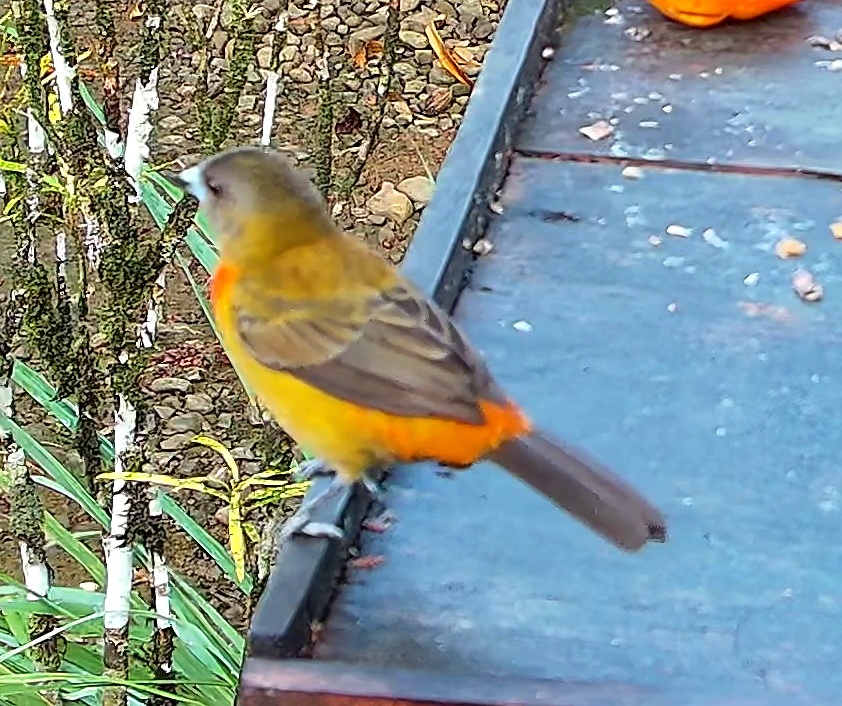 Flame-rumped Tanager