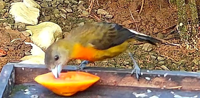 Flame-rumped Tanager