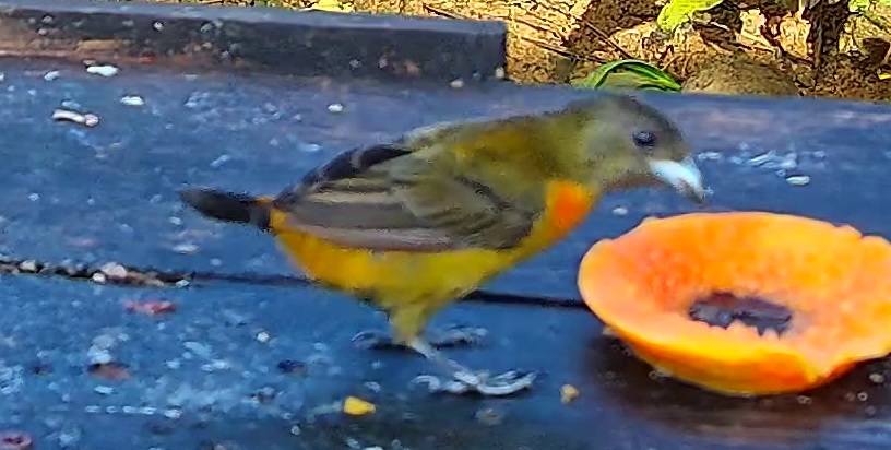Flame-rumped Tanager