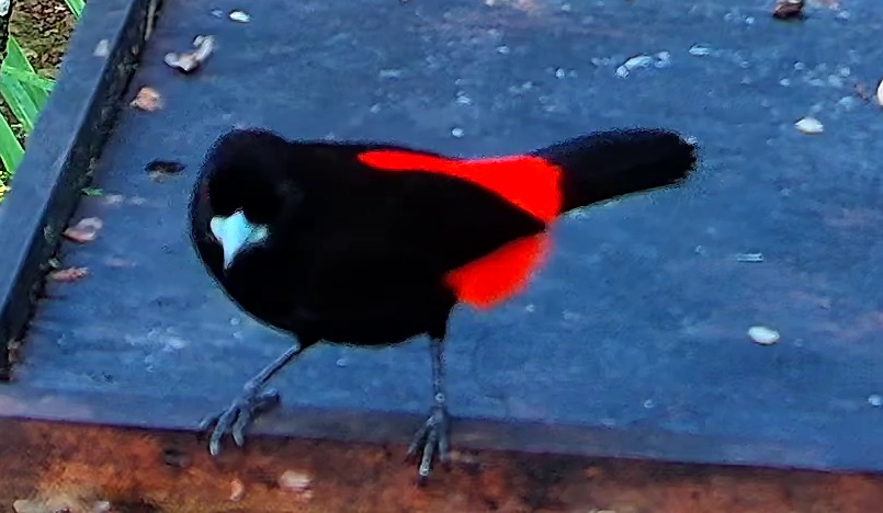 Scarlet-rumped Cacique