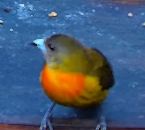 Chestnut-bellied Euphonia