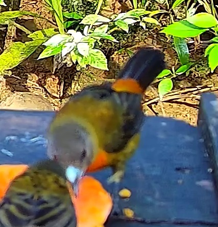 Flame-rumped Tanager