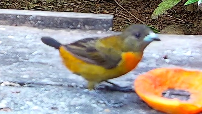 Flame-rumped Tanager