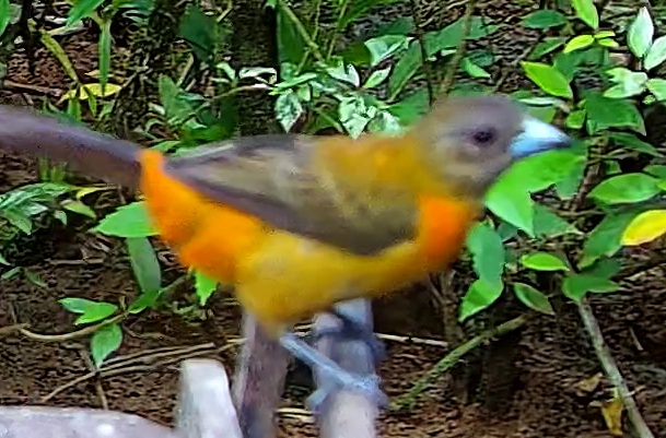Flame-rumped Tanager