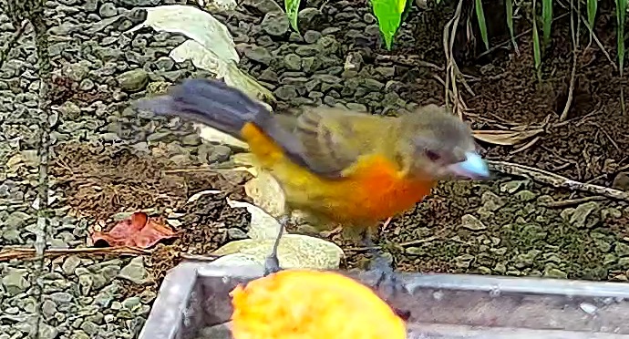 Flame-rumped Tanager