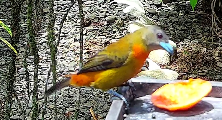 Flame-rumped Tanager