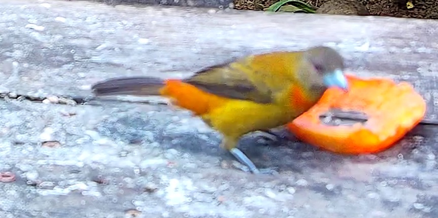 Olive-backed Tanager
