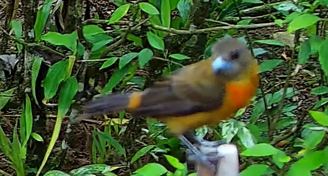 Flame-rumped Tanager