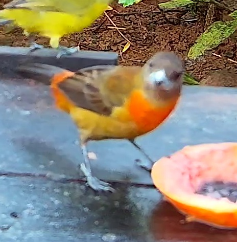 Flame-rumped Tanager