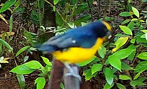 Violaceous euphonia