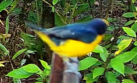 Violaceous Euphonia