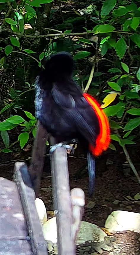 Flame-rumped Tanager