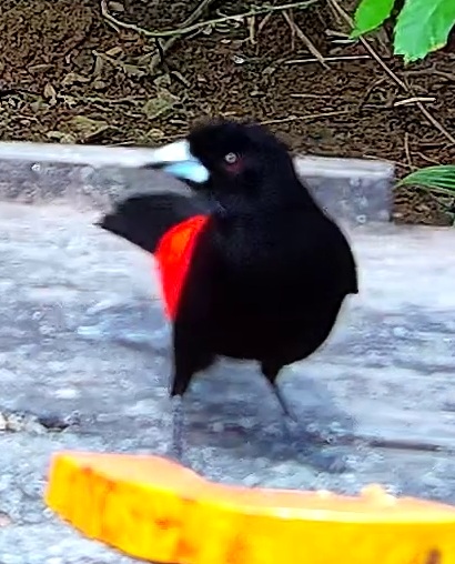 Scarlet-rumped Tanager