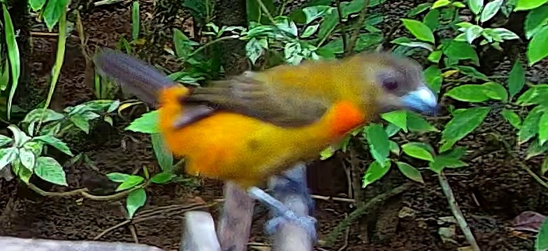 Flame-rumped Tanager