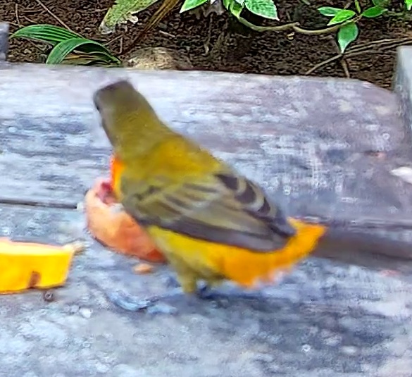 Chestnut-bellied Euphonia