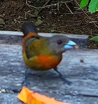 Scarlet-rumped Tanager