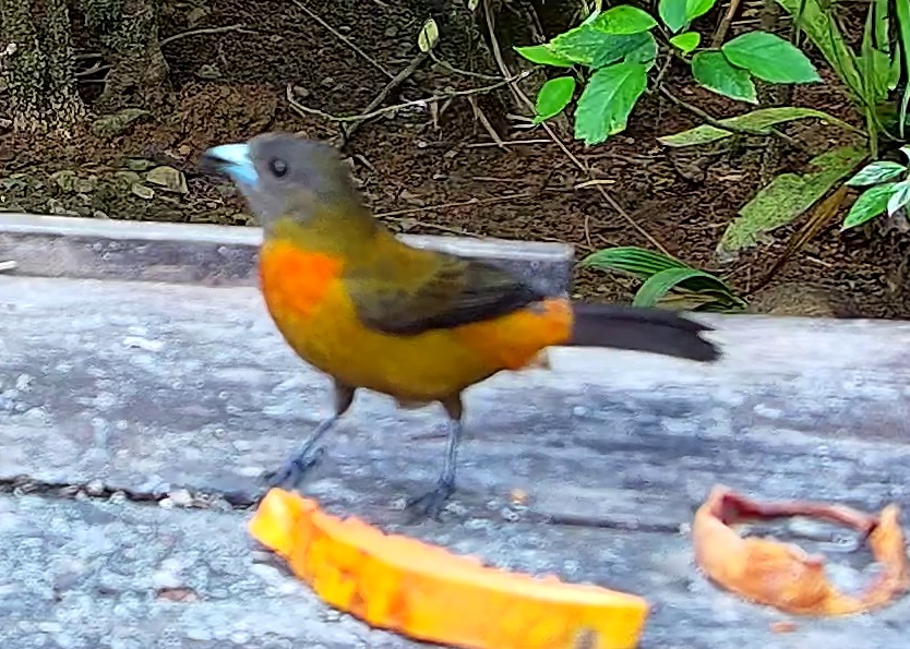 Flame-rumped Tanager