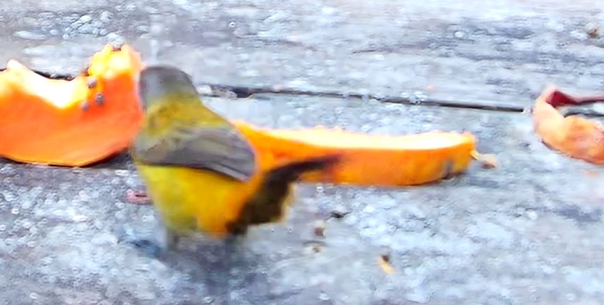 Yellow-backed Tanager