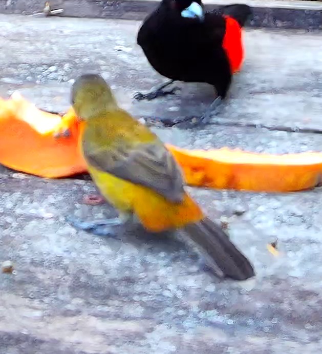 Flame-rumped Tanager