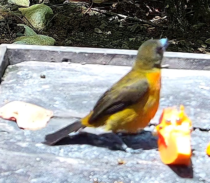 Flame-rumped Tanager