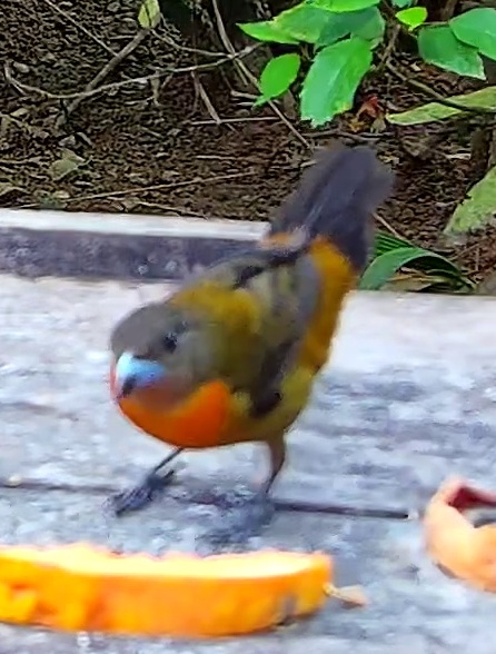 Flame-rumped Tanager