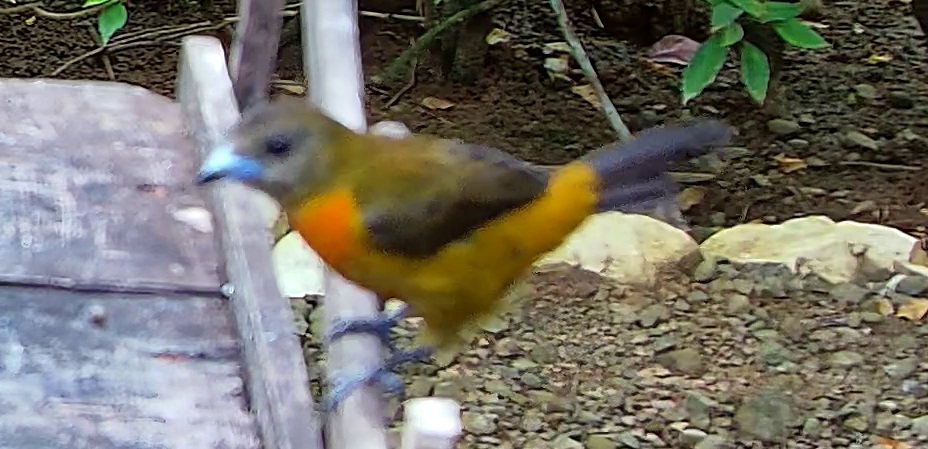 Flame-rumped Tanager