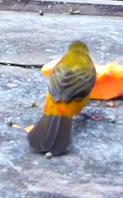 Flame-rumped Tanager