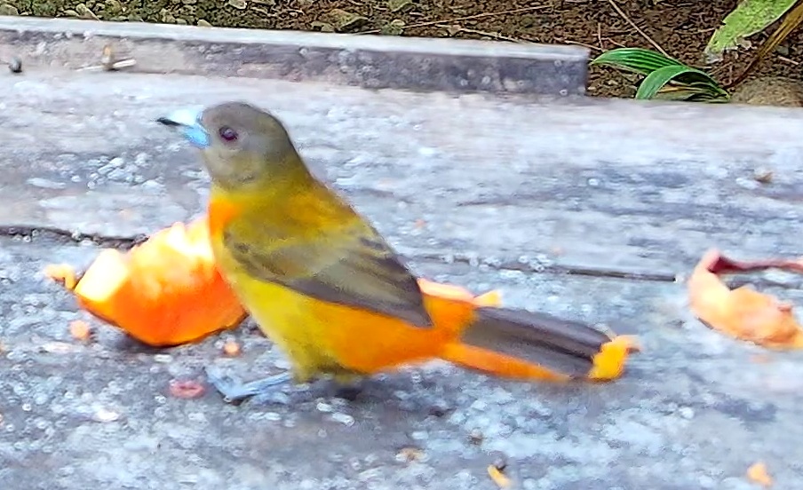 Flame-rumped Tanager