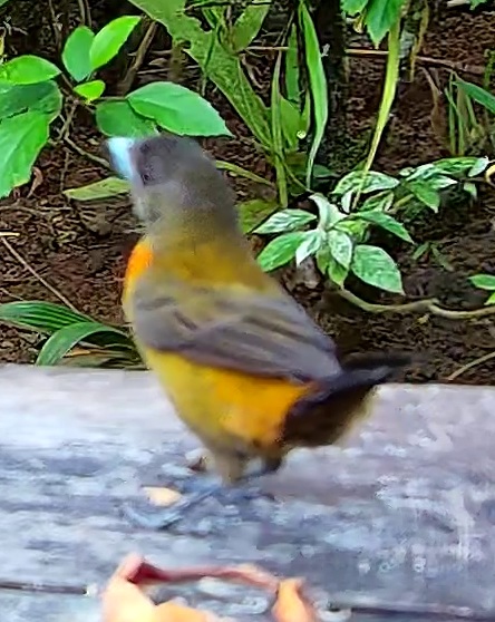 Flame-rumped Tanager
