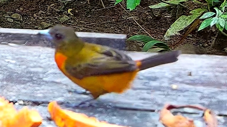 Flame-rumped Tanager
