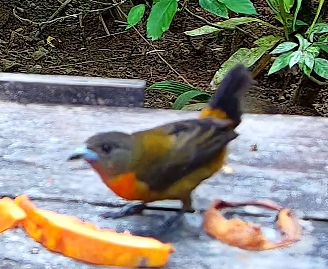 Orange-bellied tanager