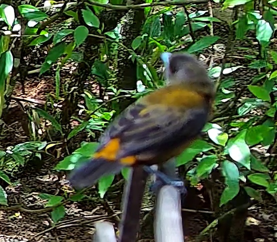 Flame-rumped Tanager