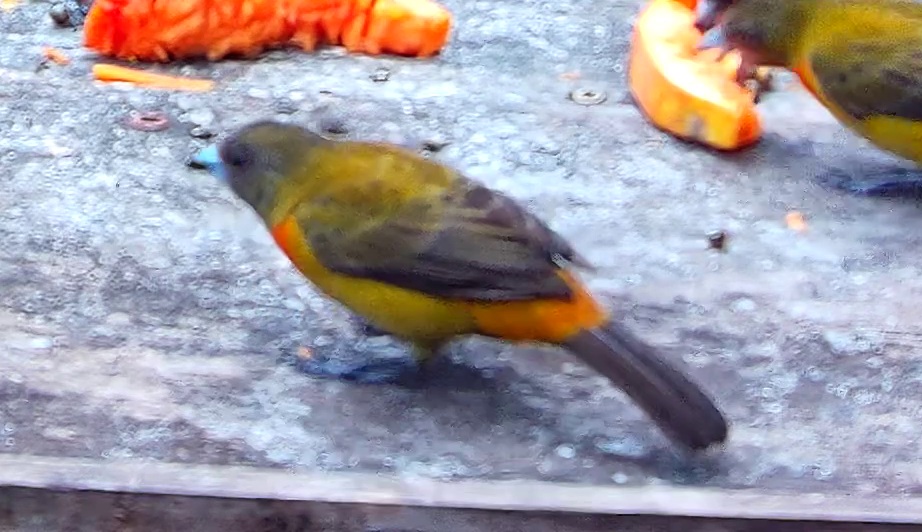 Flame-rumped Tanager
