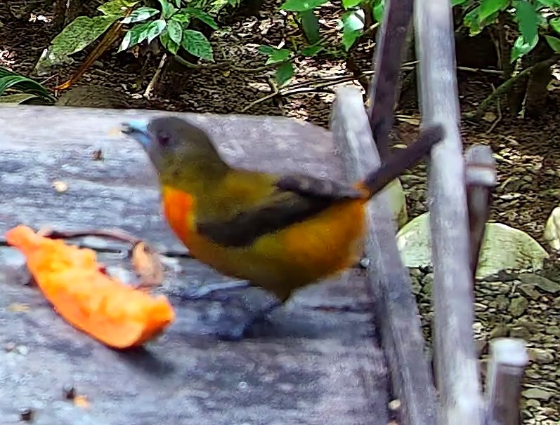 Passerini's Tanager
