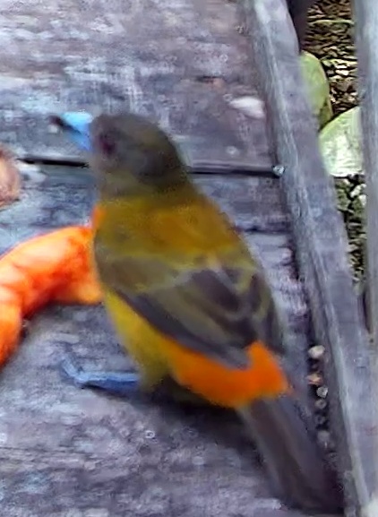 Passerini's Tanager