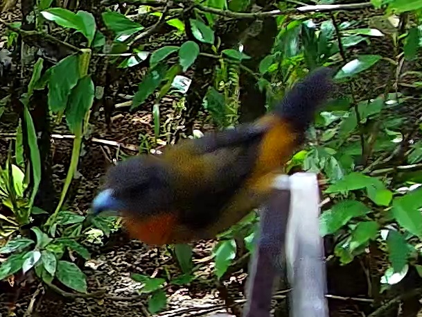 Bay-headed Tanager