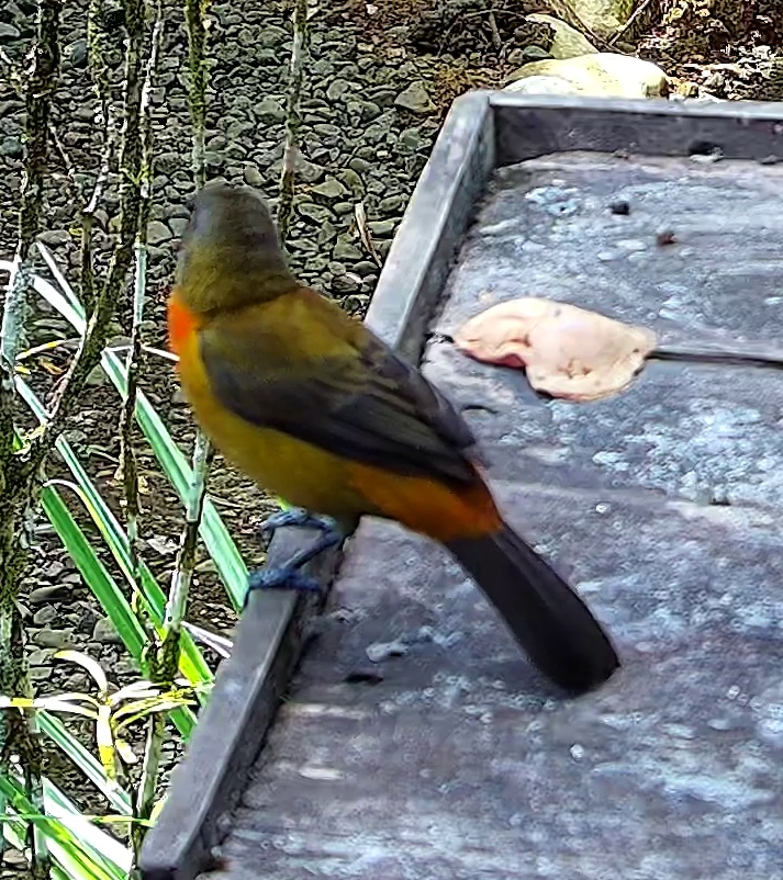 Flame-rumped Tanager